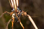 Jointed spikesedge